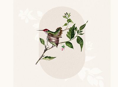 Hummingbirds watercolor pattern design branding design illustration logo pattern seamless pattern set design textile watercolor