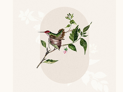 Hummingbirds watercolor pattern design