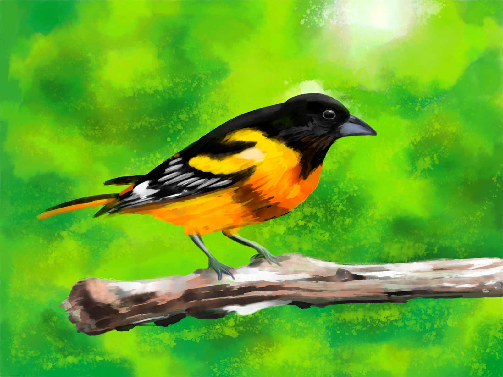 Baltimore Oriole Bird PNG Baltimore Oriole Watercolor Bird 