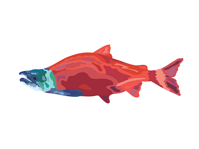 Sockeye Salmon design drawing fish illustration illustrator ocean salmon sockeye salmon wild wild salmon