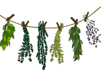 drying herbs agriculture design farm farmlife herbs illustration illustrator illustrator design