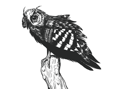 owl branding illustration ink inking
