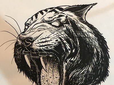 Tiger illustration tiger ink inked