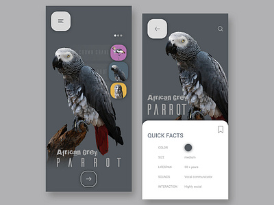 The Bird Lover adobe illustrator adobe photoshop adobe xd adobexd android app app design icon illustration illustrator ios app mobile app mobile ui ui ux web website