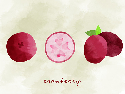 Cranberry watercolor WIP cranberry food illustration watercolor