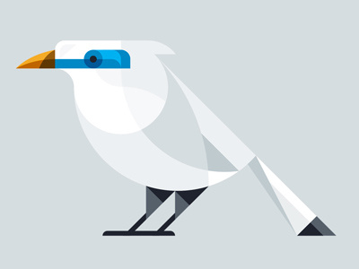 Bali Mynah animals birds illustration vector