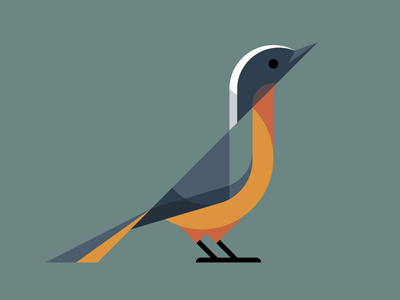 White-crowned Robin-chat