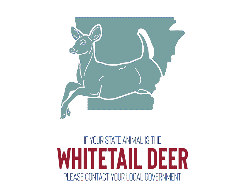 Whitetail Deer america animation design illustration nature