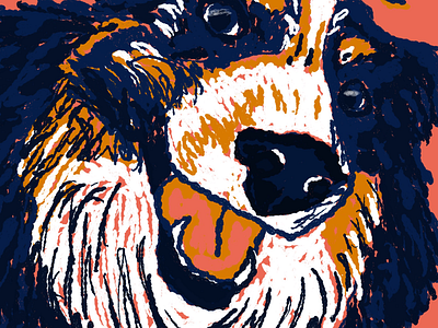 Reese australian shepard bernese mountain dog brushes dog dog art drawing illustration photoshop project sketchbook
