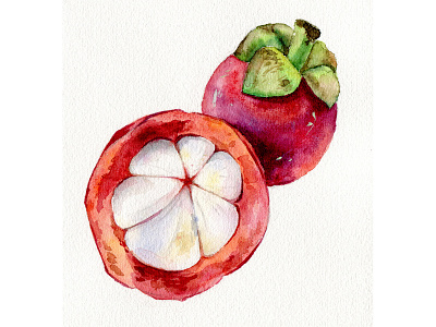 Mangosteen watercolor art fruit illustration painting red vivid watercolor watercolour