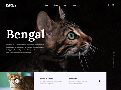 Cat club home page animals beauty bengal cat catlovers concept kitty main page nature uidesign web