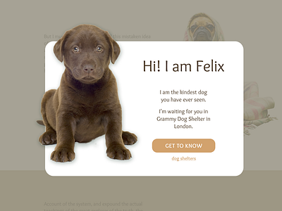 Pop-Up / Overlay (Dog Shelter's Landing Page)