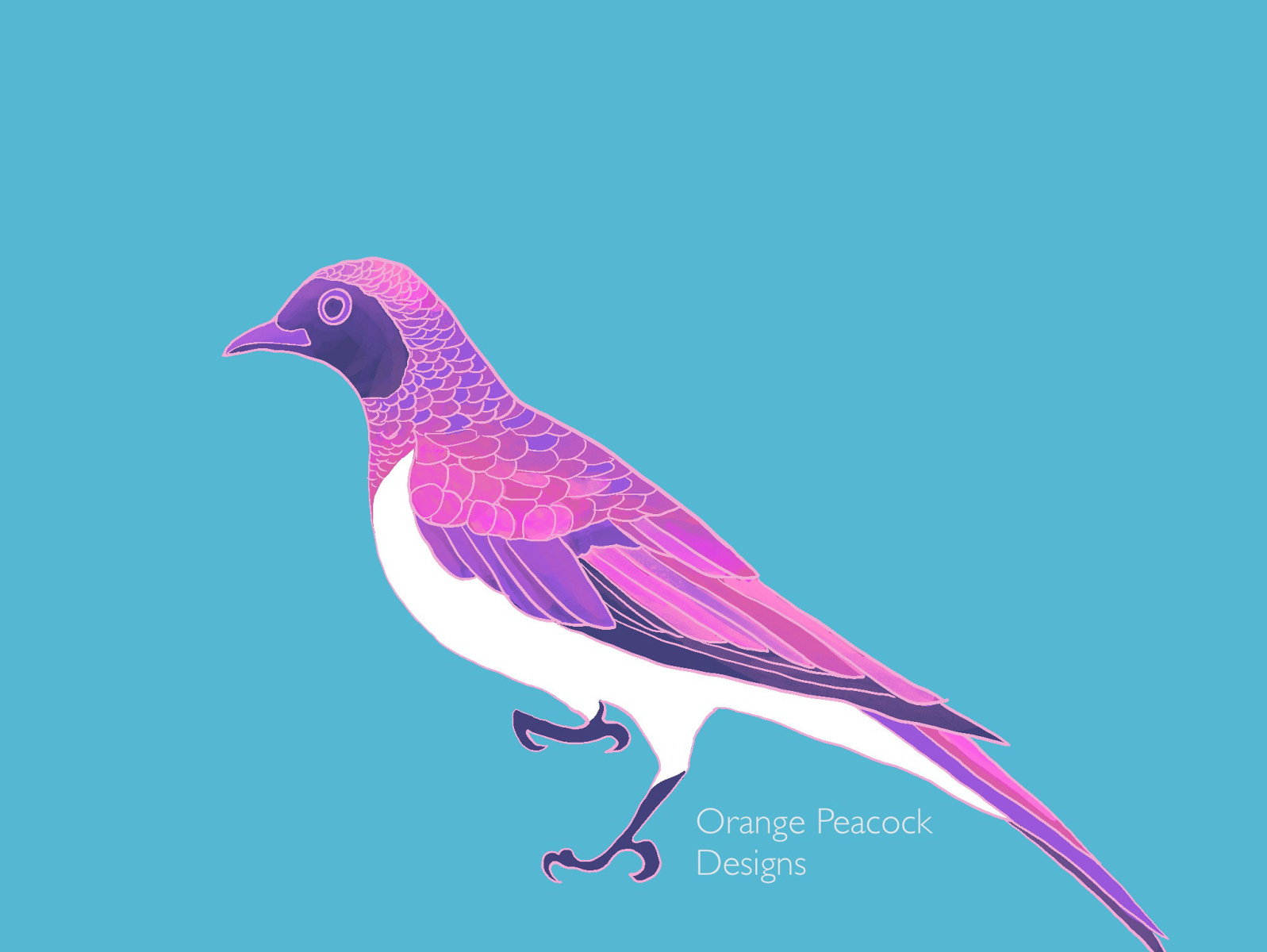 African Starling Illustration by Monika O on Dribbble