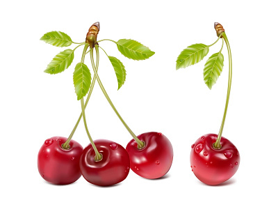 Vector ripe red cherry with leaves