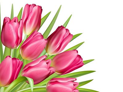 Pink tulip with green leaves
