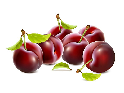 Vector ripe plums with leaves illustration leaf plum vector