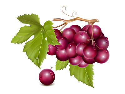 Vector illustration. Grape cluster with green leaves. cluster grape illustration leaf vector