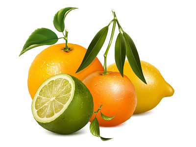 Vector illustration. Citrus fruits with leaves. citrus fruits lemon lime orange tangerine