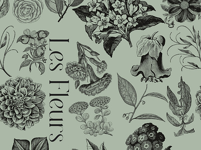 Les Fleurs botanical design fleurs flower illustration pattern