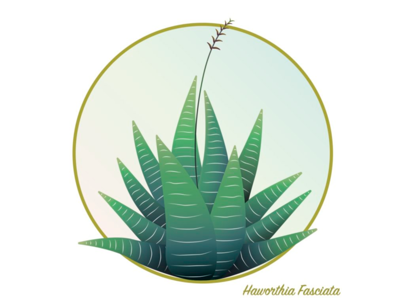 Haworthia Fasciata illustration plant succulant