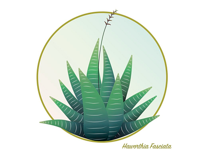 Haworthia Fasciata illustration plant succulant