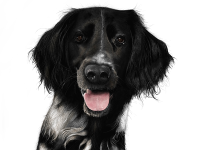 My dog Pixel on iPad Pro dog illustration ipad pro procreate