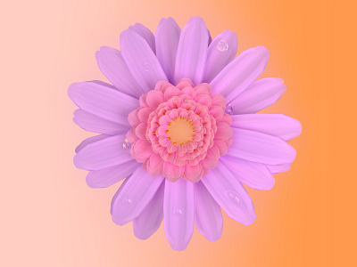 Daisy flower study