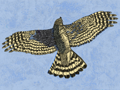 Accipiter nisus illustration