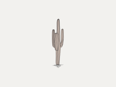 Cactus 🌵🏜 cactus design digital illustration drawing illustration lineart sketch vector