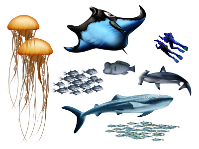 Sea Creatures illustrator photoshop sea animals