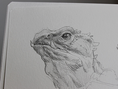 Lizard Head graphite sketch