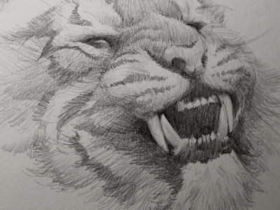 Tiger Head graphite sketch