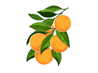 Citrus citrus food fruit leaf logo orange painting photoshop simple