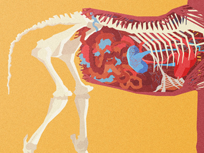 H.O.R.S.E dissection hear horse illustration intestines kidney organs ribs skeleton spine