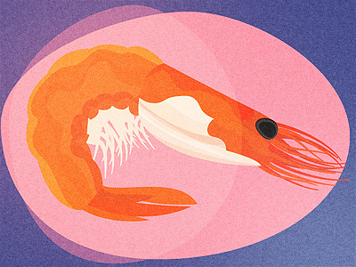 Prawn illustration prawn seafood