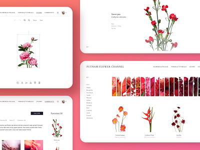 Flower Channel Design (Desktop) app clean colorful design desktop flowers interface minimal minimalistic pink product design red ui ui ux uidesign uiux uiuxdesign web design white