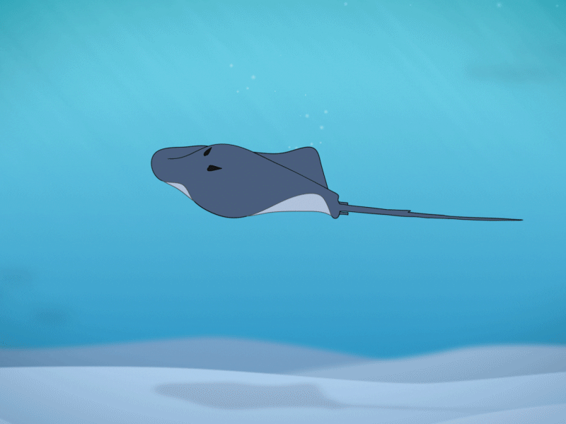 Stingray Animated Opener after effects animation motion graphics ocean toonboom
