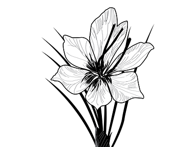 Crocus flower illustration artist black white brand identity branding design flower flower illustration flowers illustration identity design illustration illustration art saffron tracing vector vectorart
