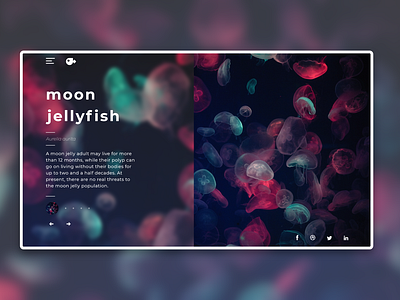 Sealife adobe photoshop adobexd design jellyfish sealife ui uidesign uxui webdesign website webui webuiuxdesign