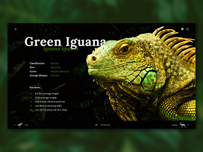 Green Iguana Educational Web App Page design education educational graphic design imagery web app web app de web application