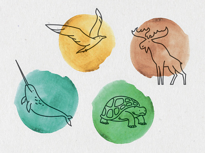 Line Art Animals animals digital illustration illustration line art moose narwhal natural history seagull tortoise turtle