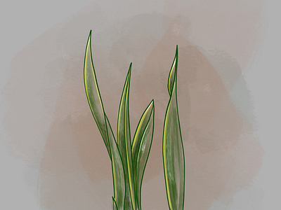 Sansevieria • Procreate