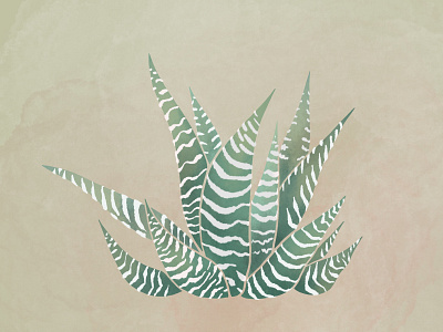 Haworthia • Procreate