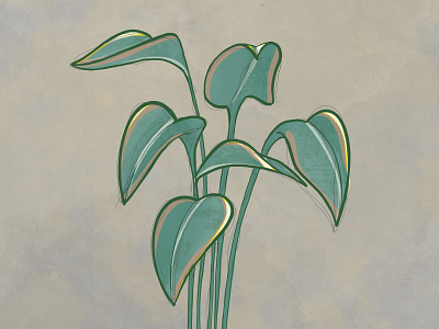 Philodendron • Procreate illustration ipadpro procreate sketches