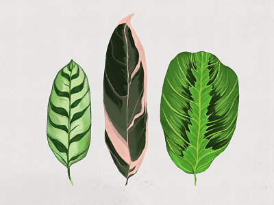 Houseplant Illustrations art creative design digital digital design graphic design green houseplant illustration leaf nature plant plant life procreate