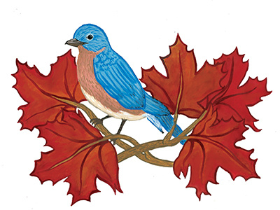 Bluebird & Sugar Maple birds gouache illustration