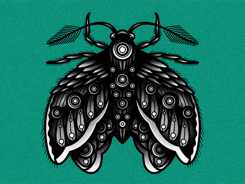 Moth by Chris Weiss on Dribbble