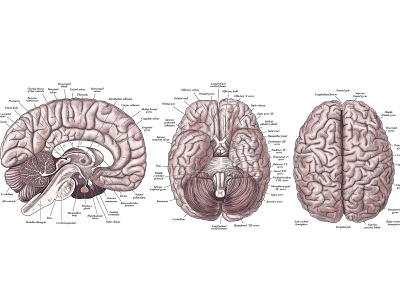 Brain Diagram anatomy brain health illustration medical poster
