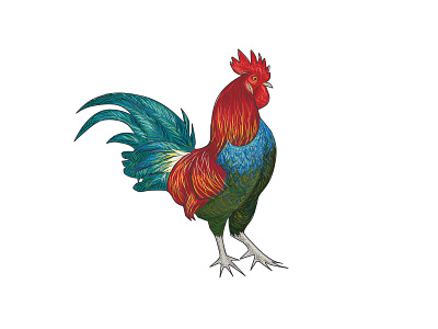 Cockycock 01 bird bird illustration cock design logo logo drafts vector