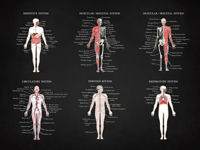 Anatomy Poster - blackboard effect by Tracey Porter on Dribbble